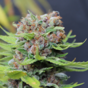 Dutch Soda cannabis seeds