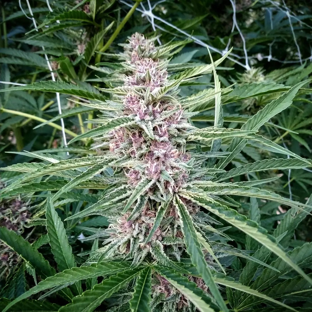 Potion D' Amore | 707 Seedbank – Seeds For Me Seed Bank