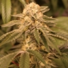 showstopper cannabis seeds annunaki genetics