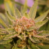 cannabis seeds lush as fuck!