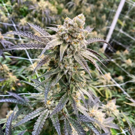 monkey berry marijuana seeds