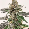 mikes strawberry lemonade hard buds