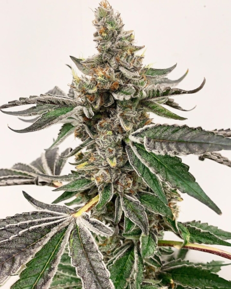 mikes strawberry lemonade hard buds
