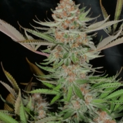 mr e pupil marijuana seed packet mass medical strains