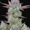 gorilla cookies auto fast buds ruderalis seeds