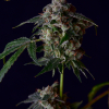 Sour Best Shit Ever hybrid seeds