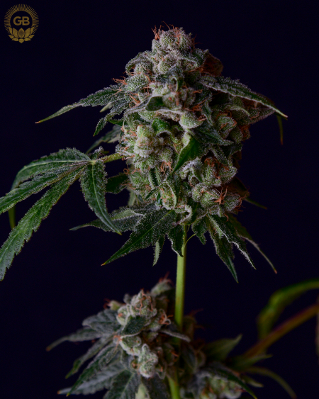 Sour Best Shit Ever hybrid seeds