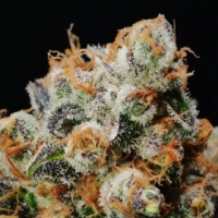 anaphylaxis cannabis seeds by mms