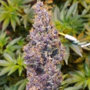 chick magnet cannabis seeds