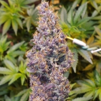 chick magnet cannabis seeds