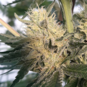 Mayday marijuana seeds