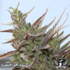 dr xeus cannabis seeds