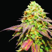 Emoji mmj seeds, bred by Mass Medical strains