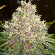 Grape LSD cannabis seeds