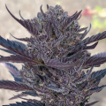 GMO autoflower seeds