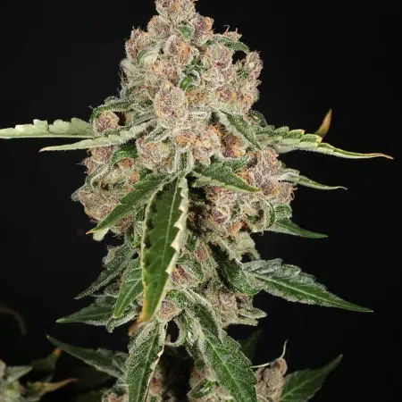 Doggiestyle cannabis strain, by MMS