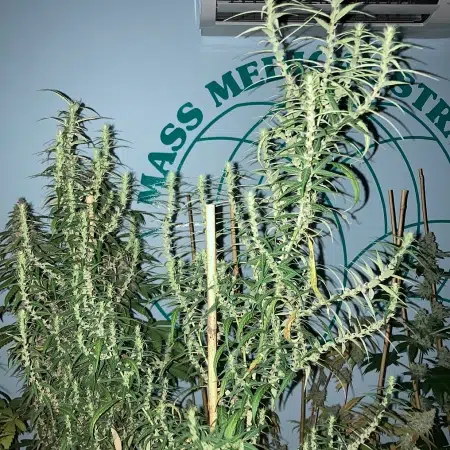 Laos mmj seeds