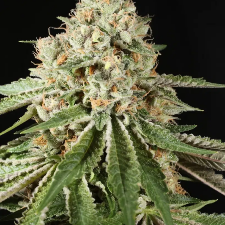 Chem Pupil cannabis seeds