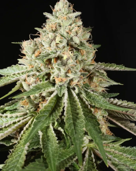 Chem Pupil cannabis seeds