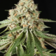 Chem Pupil cannabis seeds