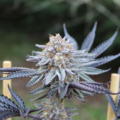 Paradisiac cannabis seeds