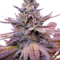 Pans Cake F2 mutant seeds