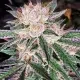 Grape Vinez cannabis seeds