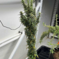Metal Haze F3 cannabis plants