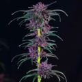 ILE Double Dalai mmj seeds