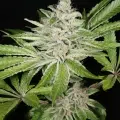 Purple Hindu Pupil