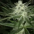 Hindu Pupil cannabis seeds