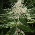 Hindu Pupil mmj seeds | Mass Medical Strains