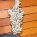 Hindu Pupil cannabis seeds