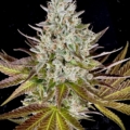 Terp Tingler cannabis seeds