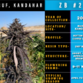 Maruf Kandahar, Zed Black bred by ILE
