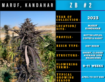 Maruf Kandahar, Zed Black bred by ILE