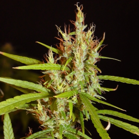 Kerala Chellakutti marijuana seeds