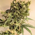 Durban Poison cannabis plant