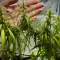 80's Durban Poison cannabis seeds