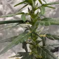 80's Durban Poison cannabis strain