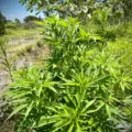 Ivory Coast Landrace cannabis seeds