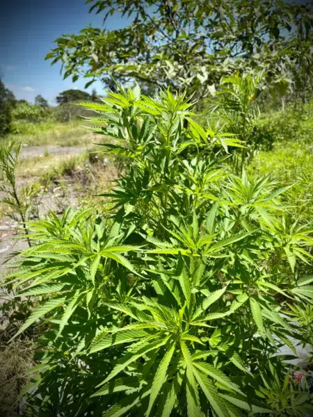 Ivory Coast Landrace cannabis seeds
