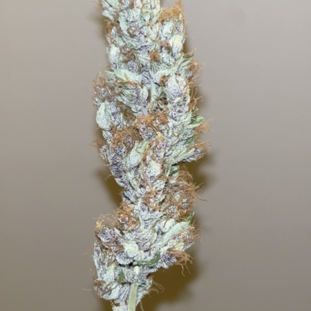 Ketchup haze cannabis seeds