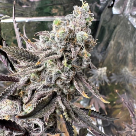 Super Slayin cannabis strain Genetix Matter