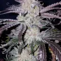 Crazy Bitch cannabis seeds