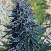 Chitral Purple cannabis seeds
