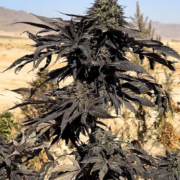 Maruf Black cannabis seeds