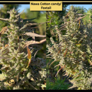 Nawa Cotton Candy cannabis seeds