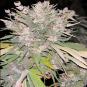 Nawa Spicy foxtail cannabis seeds