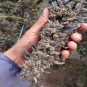 Quetta Purple 23 cannabis seeds